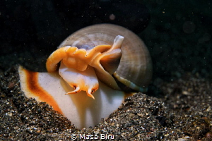 snail by Masa Biru 